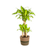 Dracaena Fragrans Massangeana mit Topf Ø21cm, ↕90-110cm Bild 1