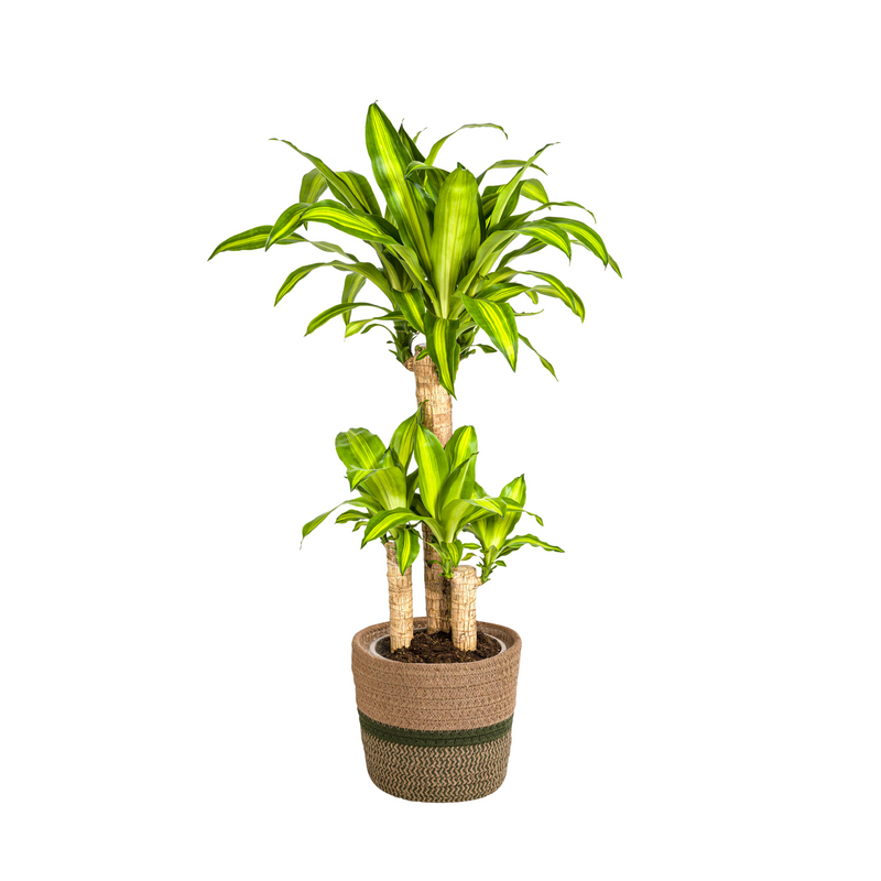 Dracaena Fragrans Massangeana mit Topf Ø21cm, ↕90-110cm