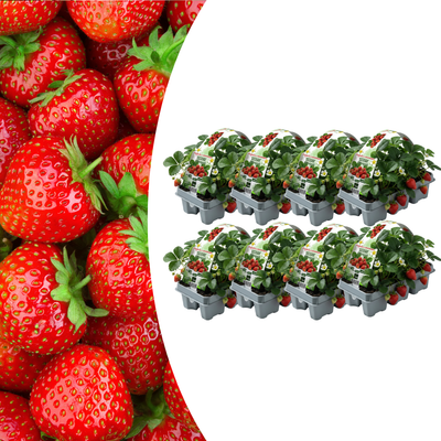 Erdbeerpflanzen 6er-Pack: 100% Bio & Winterhart