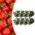 Erdbeerpflanzen 6er-Pack: 100% Bio & Winterhart Bild 1