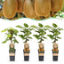 Kiwi Plants: Weiki (male) & Hayward (female), Set of 4, 15cm Pot Bild 1