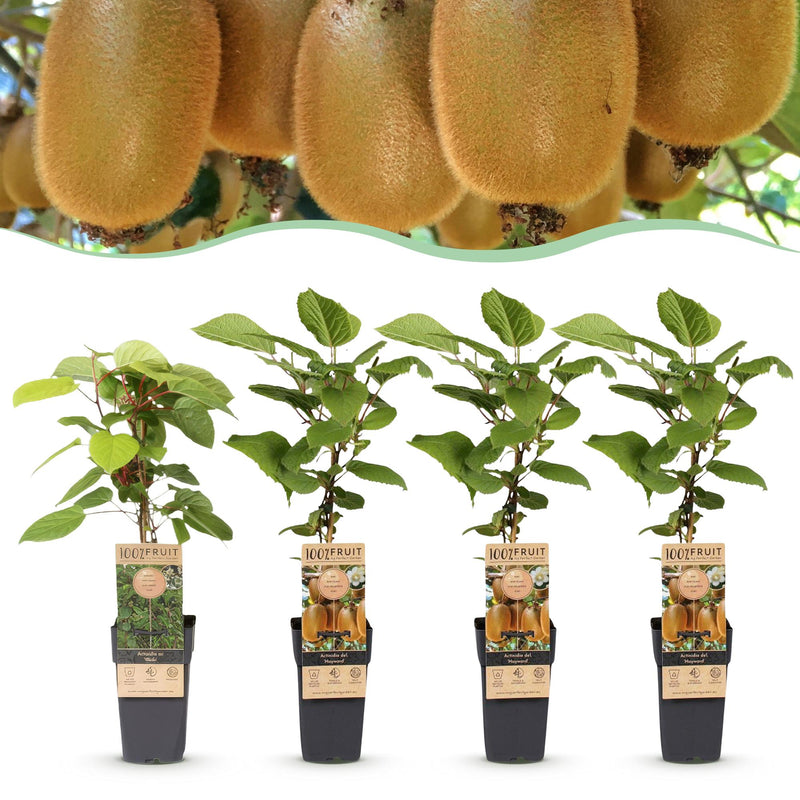 Kiwi Plants: Weiki (male) & Hayward (female), Set of 4, 15cm Pot