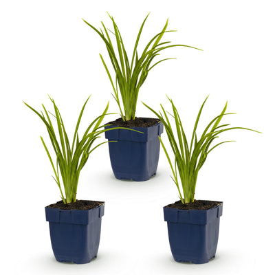 Green boutiQ - Perennial - Hemerocallis Autumn Red - Daylily - Bee and Butterfly Attractors - Red - 3 Plants - Pot 11cm - Height 15-25cm
