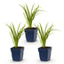 Green boutiQ - Perennial - Hemerocallis Autumn Red - Daylily - Bee and Butterfly Attractors - Red - 3 Plants - Pot 11cm - Height 15-25cm Bild 1