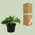 Philodendron Scandens (Heartleaf) in a Ø12cm pot, approx. 20cm high Bild 4
