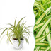 Variegated Spider Plant 'Variegatum' - Pet-Friendly Houseplant, 12cm Pot Bild 1