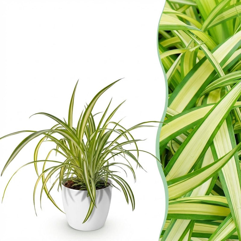 Variegated Spider Plant 'Variegatum' - Pet-Friendly Houseplant, 12cm Pot