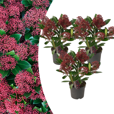 Set mit 3 Skimmia 'Rubella' – Rote Knospen, winterhart