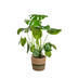Monstera Deliciosa Tauerii im Korb Ø21cm - 70-90cm hoch Bild 1