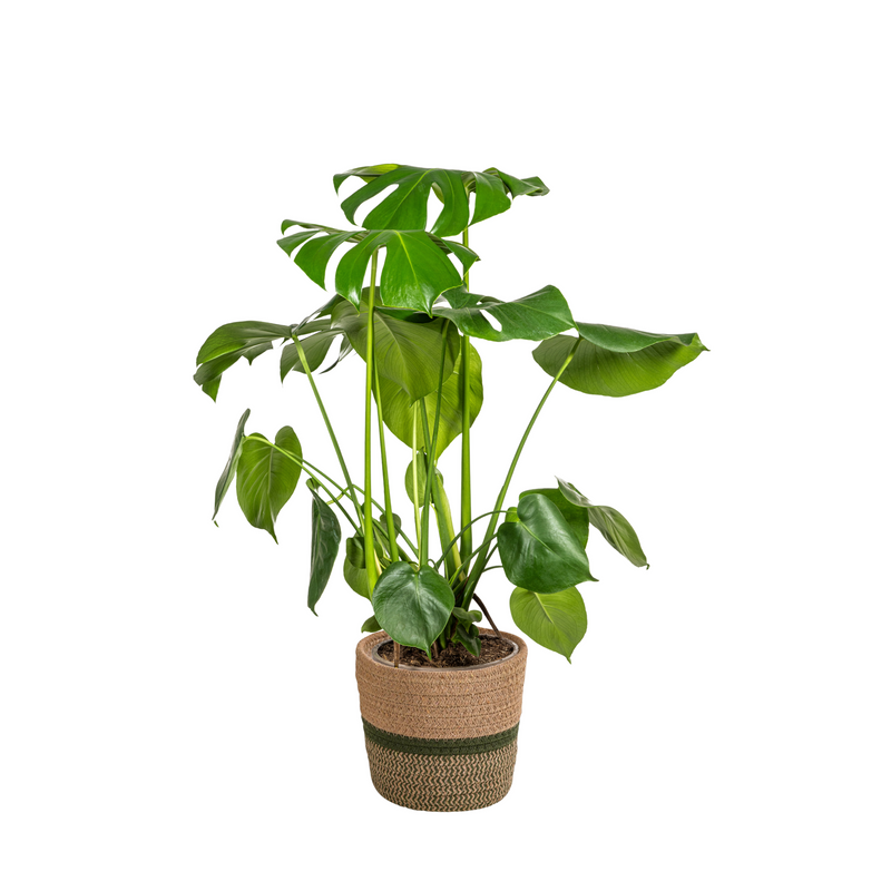 Monstera Deliciosa Tauerii im Korb Ø21cm - 70-90cm hoch