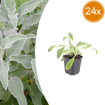 24x Stachys byzantina 'Eselsohren' - 10-25cm, Ø9cm
