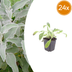 24x Stachys byzantina 'Eselsohren' - 10-25cm, Ø9cm Bild 1