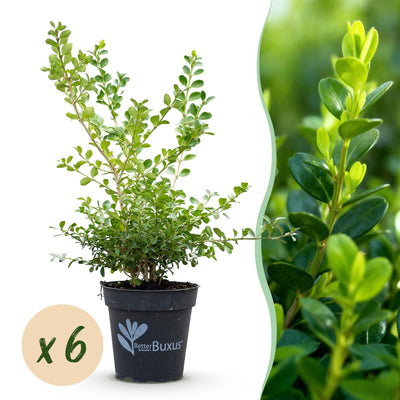 GreenboutiQ Buxus Hecke 'Babylon Beauty' - 6 Pflanzen für 1m