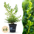 GreenboutiQ Boxwood Hedge 'Babylon Beauty' - 6 plants for 1m Bild 1