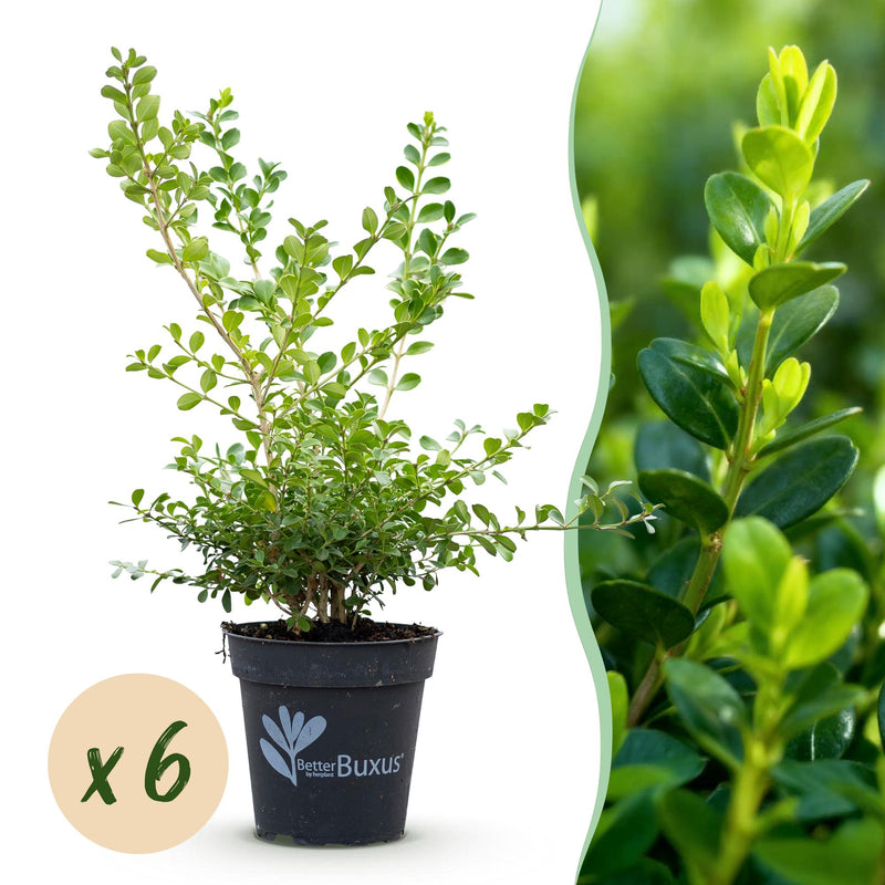 GreenboutiQ Boxwood Hedge 'Babylon Beauty' - 6 plants for 1m
