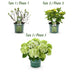 Hortensie Magical Nobless Weiß, 6-10 Blüten, Topf 23cm Bild 4