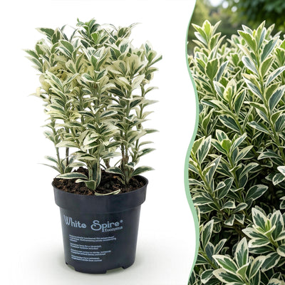 Green boutiQ - 40x Euonymus japonicus White Spire - Kardinalskappen - Heckenpflanzen - Immergrün - Weiß - Grün - Topf 9cm - Höhe 20-30cm