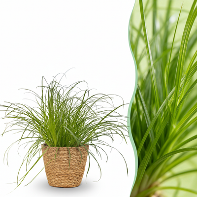 Grüne BoutiQ Cyperus Zumula Zimmerpflanze - Katzenfreundlich - 12cm Topf