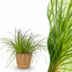 Grüne BoutiQ Cyperus Zumula Zimmerpflanze - Katzenfreundlich - 12cm Topf Bild 1