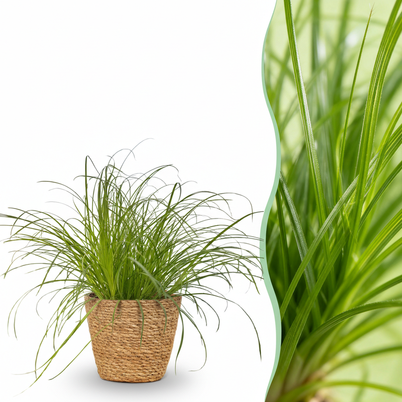 Grüne BoutiQ Cyperus Zumula Zimmerpflanze - Katzenfreundlich - 12cm Topf