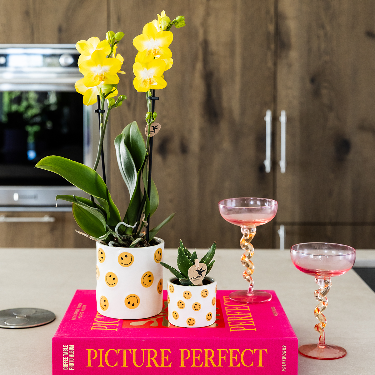 Kolibri Company | Smiley Pflanzenset | Gelbe Phalaenopsis Albenga 9cm und Sukkulente inkl. Keramik‑Übertöpfe