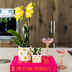 Kolibri Company | Smiley Plant Set | Yellow Phalaenopsis Albenga 9cm and Succulent including Ceramic Pots Bild 5