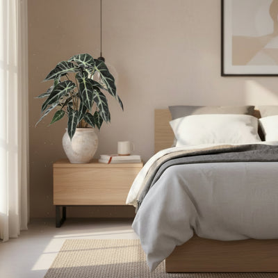 Alocasia Bambino Arrow - Kompakte Zimmerpflanze, Pfeilblatt