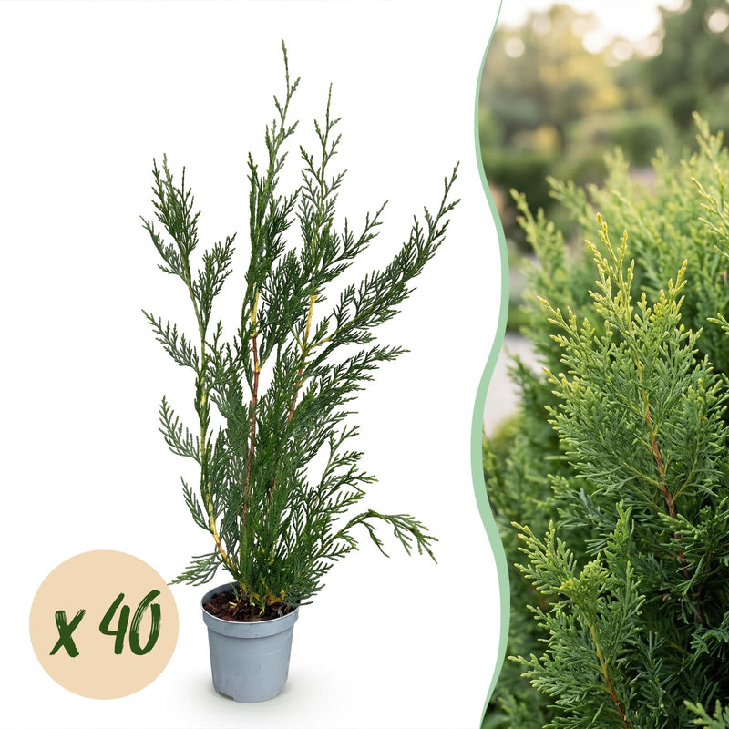 Green boutiQ - 40x Cupressocyparis leylandii 2011 - Leylandii - Heckenpflanzen - Immergrün - Grün - Topf 9cm - Höhe 30-40cm