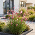 Gaura Florgauros 'Lindheimeri' - Bienen- & Schmetterlingsmagnet - Rosa Bild 6