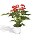 Anthurie Rot (Flamingoblume) Ø17cm, H55cm Bild 1