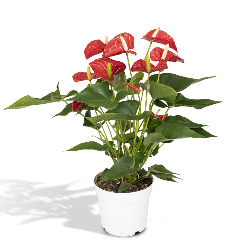 Anthurie Rot (Flamingoblume) Ø17cm, H55cm