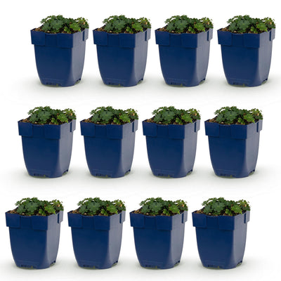 Green boutiQ - Perennial - Geranium sang. Max Frei - Cranesbill - Ground Cover - Pink - 12 Plants - Pot 11cm - Height 15-25cm