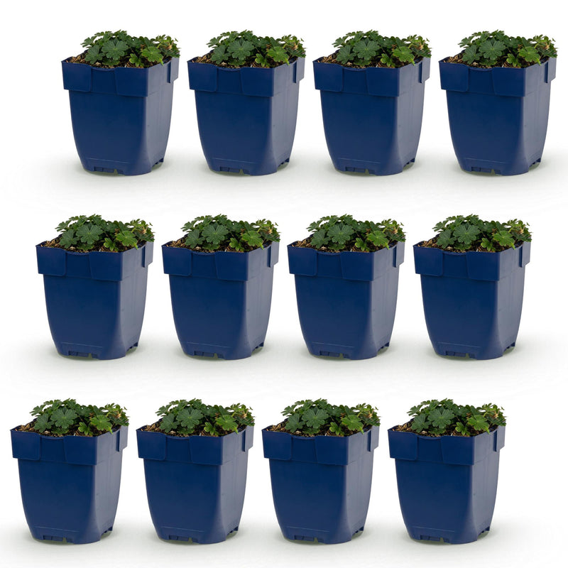 Green boutiQ - Perennial - Geranium sang. Max Frei - Cranesbill - Ground Cover - Pink - 12 Plants - Pot 11cm - Height 15-25cm