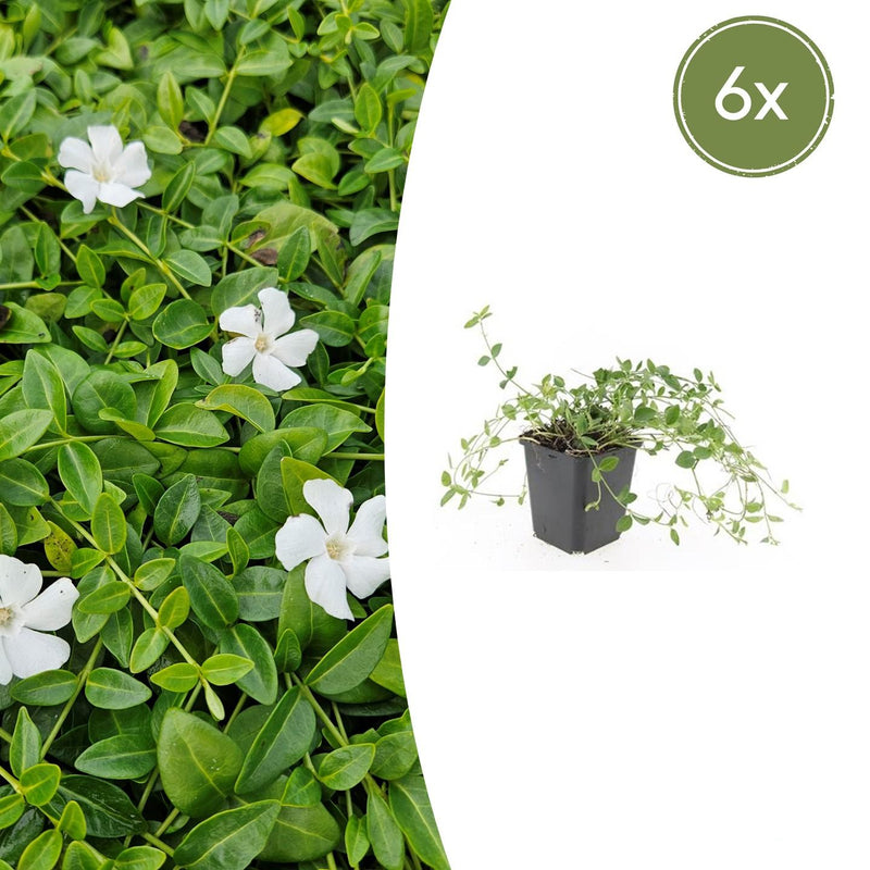 6x Vinca minor 'Gertrude Jekyll' - Bodendecker, Weißblühend, 10-25cm