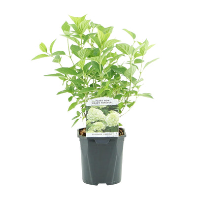 GreenboutiQ Rispenhortensie 'Limelight' - 3 Pflanzen