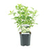 GreenboutiQ Rispenhortensie 'Limelight' - 3 Pflanzen Bild 2