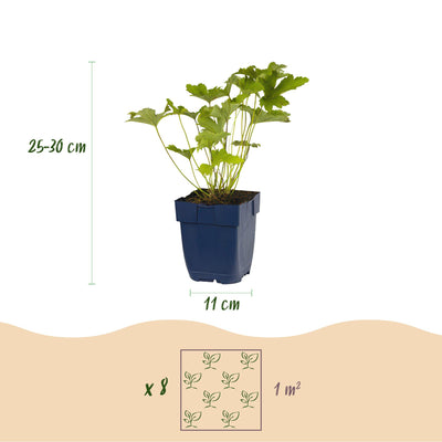 GreenboutiQ Stauden-Paket Weiß: 8 pflegeleichte Stauden für 1m²