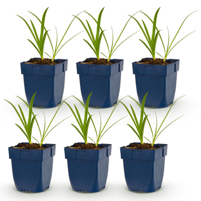 Green boutiQ - Perennial - Agapanthus africanus Albus - African Lily - Bee and Butterfly Attractors - White - 6 Plants - Pot 11cm - Height 15-25cm