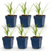 Green boutiQ - Perennial - Agapanthus africanus Albus - African Lily - Bee and Butterfly Attractors - White - 6 Plants - Pot 11cm - Height 15-25cm Bild 2