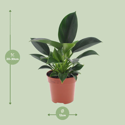 Philodendron Green Princess: Pflegeleichte Zimmerpflanze im 12cm Topf, 25cm hoch