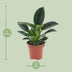 Philodendron Green Princess: Pflegeleichte Zimmerpflanze im 12cm Topf, 25cm hoch Bild 2