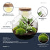 Flaschengarten Bolder Bob: DIY-Pflanzterrarium mit LED-Korken Bild 2