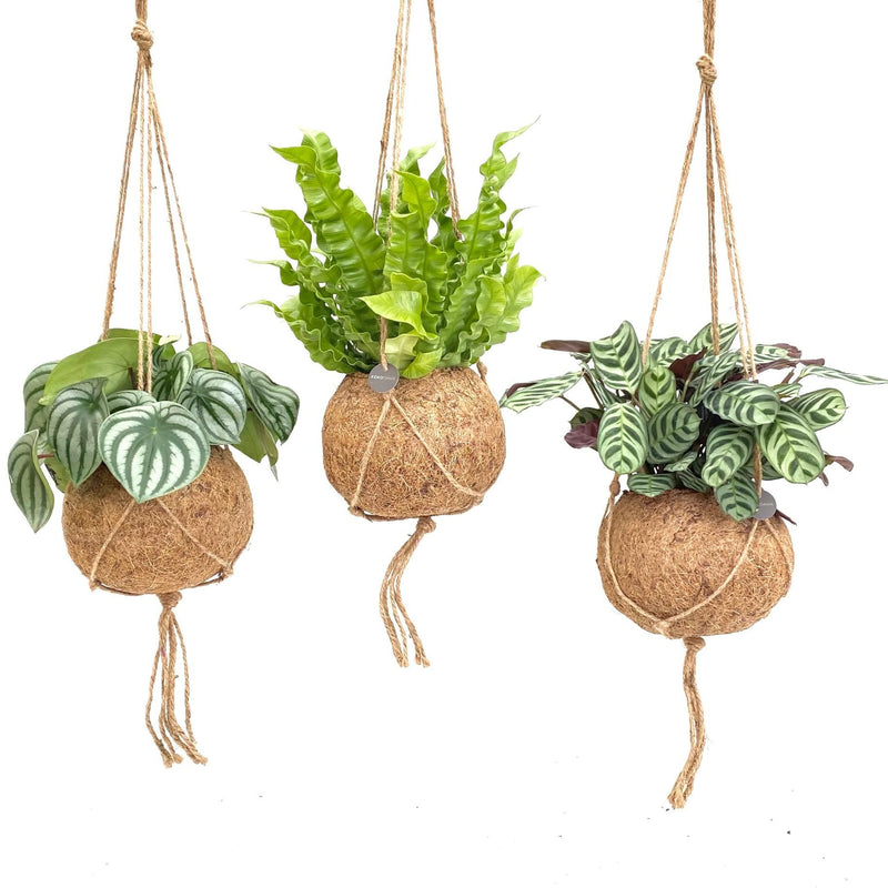Kokodama Jungle Mix: 3 Deko-Kugeln mit Tropenpflanzen (Ø17cm, ↕28cm)