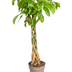 Pachira Aquatica Ø30cm - ↕160 - 180cm Bild 4