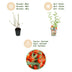 Goji-Beere: 6 winterharte Pflanzen für Ihren Garten & Balkon Bild 4