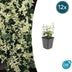 12x Euonymus fort. 'Harlequin' - ↕10-25cm - Ø9cm Bild 1