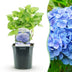 GreenboutiQ - Hortensie - Hydrangea macrophylla Blau - Blüte Blau - 1 Pflanze - Laubabwerfend - Wenig Pflege - Topf 17cm Höhe 30cm Bild 11