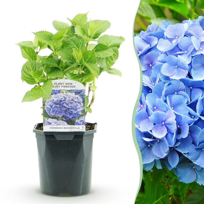 GreenboutiQ Hortensie 'Blau' - Hydrangea macrophylla - Topf 17cm