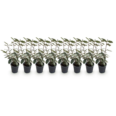 GreenboutiQ Eleagnus ebbingei Compacta Heckenpflanzen - Immergrün