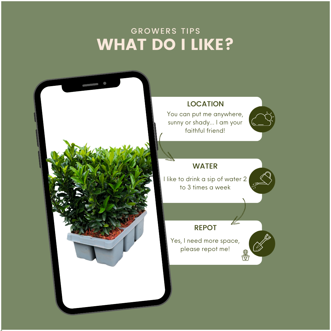 12x Euonymus 'Green Spire' Heckenpflanzen, Buchsbaum-Ersatz